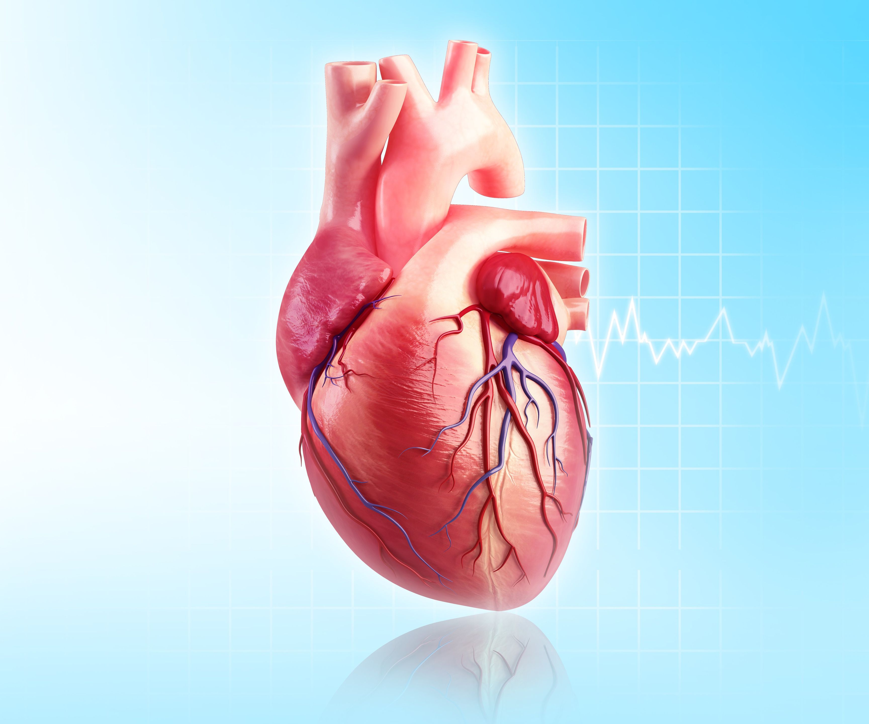 Cómo funciona tu corazón – Comisión Honoraria para la Salud Cardiovascular